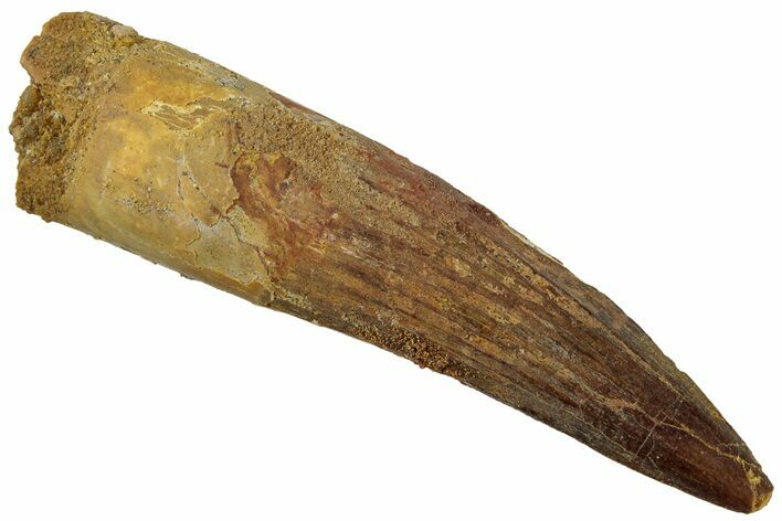 Fossil Spinosaurus Tooth - Real Dinosaur Tooth #319021